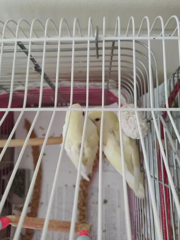 Kremino Yavru Sevda Papağanları