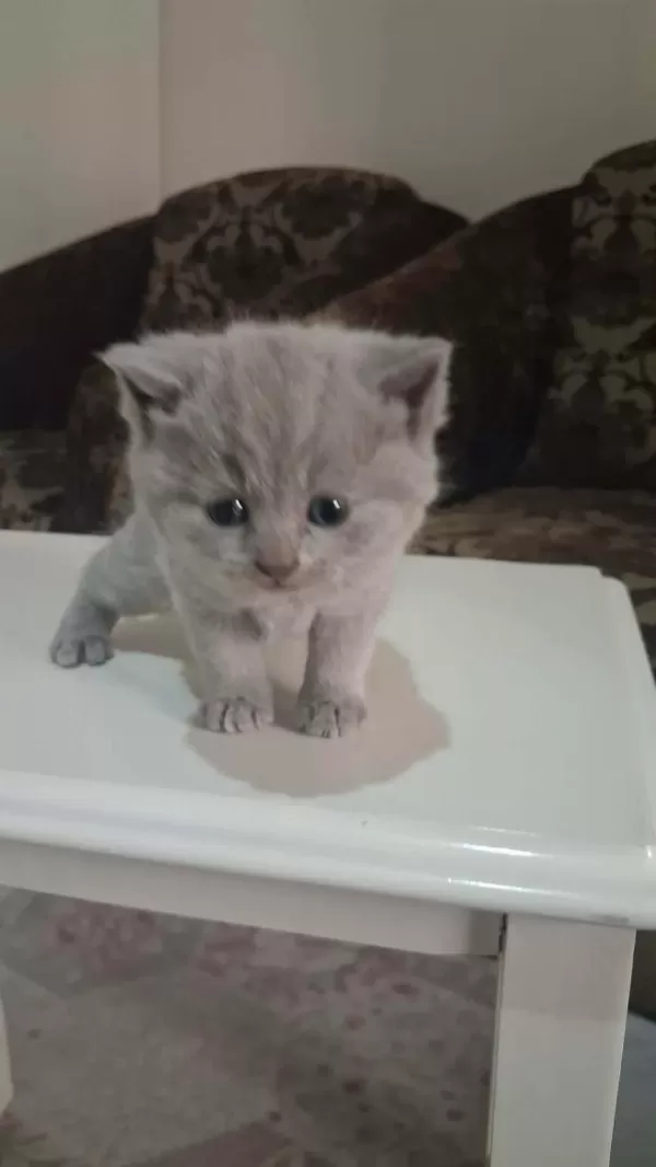 British Shorthair Gri Bebeklerimiz
