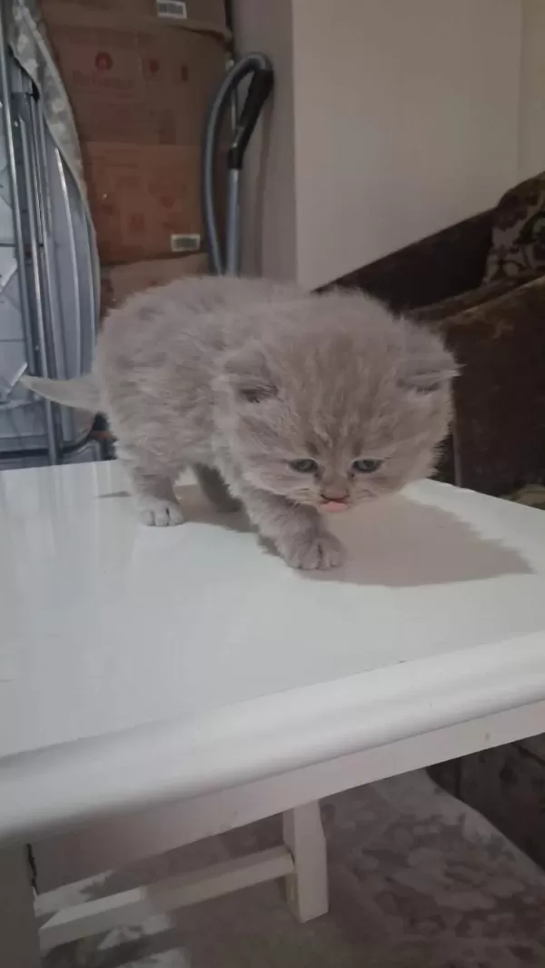 British Shorthair Gri Bebeklerimiz