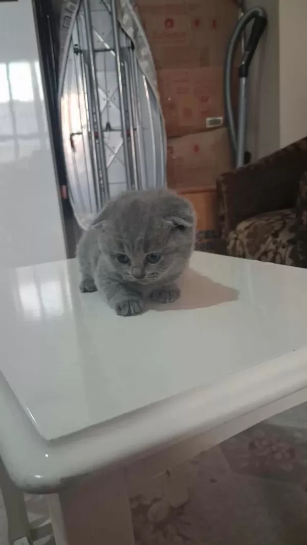 British Shorthair Gri Bebeklerimiz