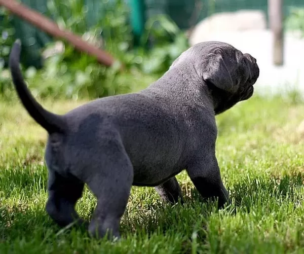 Blue Cane Corso Yavrulari