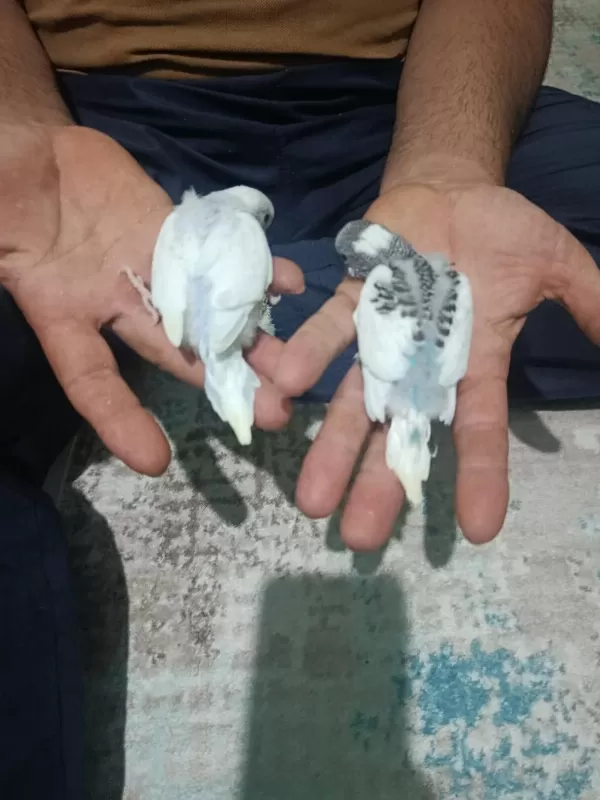 Yeni Muhabbet Kuşu Yavrular Geldi Arkadaşlar