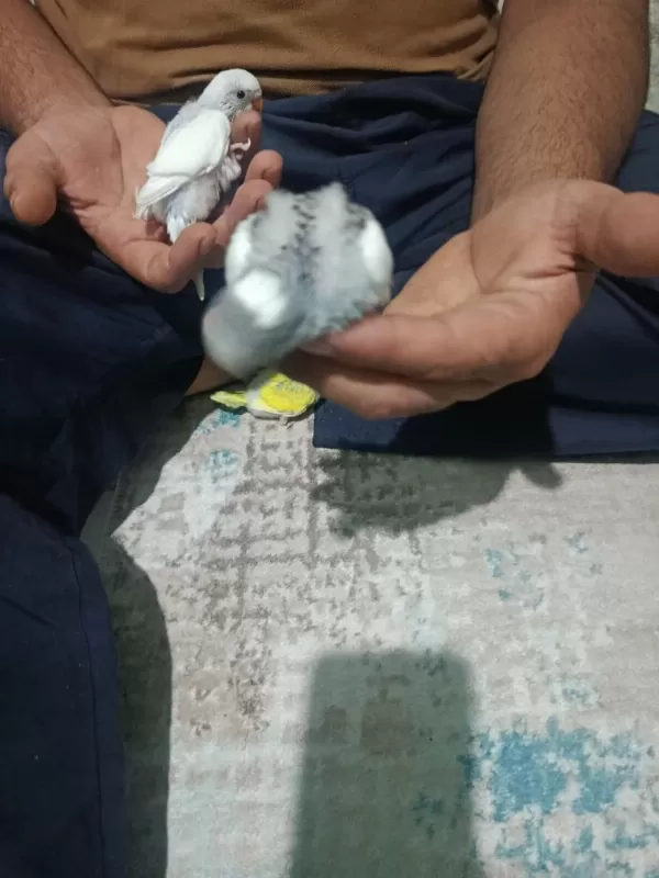 Yeni Muhabbet Kuşu Yavrular Geldi Arkadaşlar