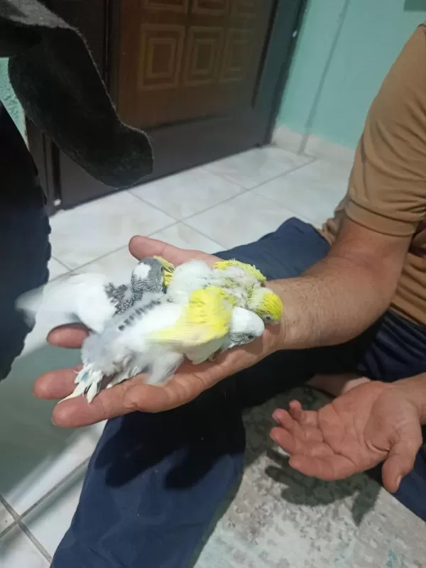 Yeni Muhabbet Kuşu Yavrular Geldi Arkadaşlar
