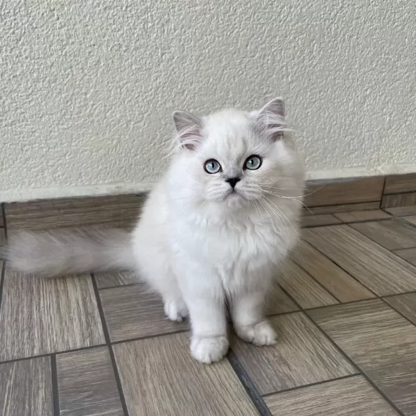 Sevgi Dolu Yakışıklı British Longhair Oğlumuz