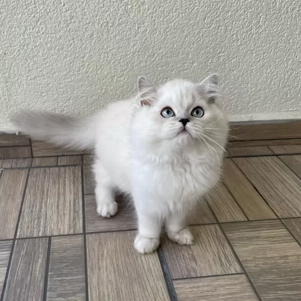 Sevgi Dolu Yakışıklı British Longhair Oğlumuz