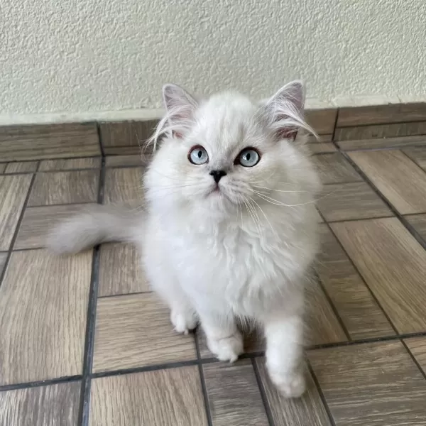 Sevgi Dolu Yakışıklı British Longhair Oğlumuz