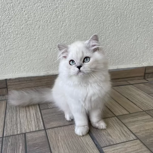 Sevgi Dolu Yakışıklı British Longhair Oğlumuz