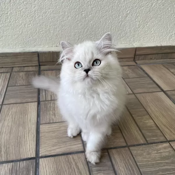 Sevgi Dolu Yakışıklı British Longhair Oğlumuz