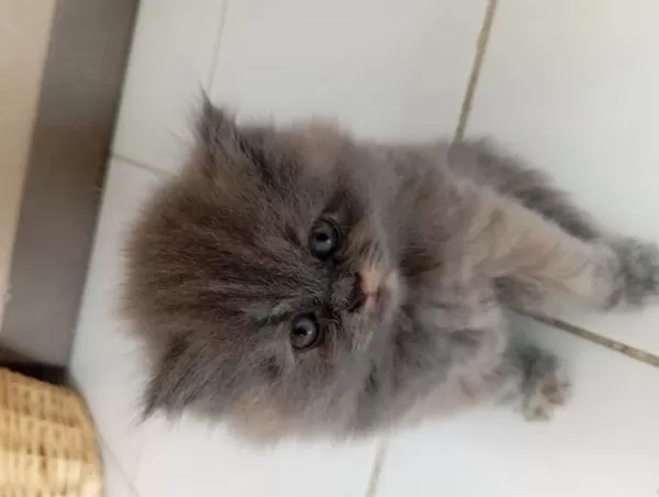 British Longhair Lilak Anne Scottish Baba Çikolata