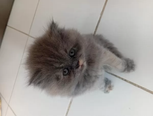British Longhair Lilak Anne Scottish Baba Çikolata