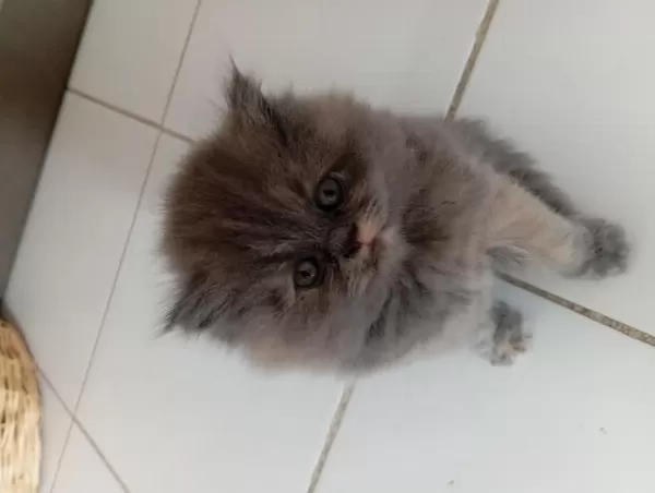 British Longhair Lilak Anne Scottish Baba Çikolata