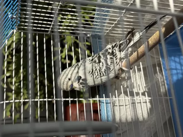 Sağlıklı Jumbo Muhabbet Kuşu