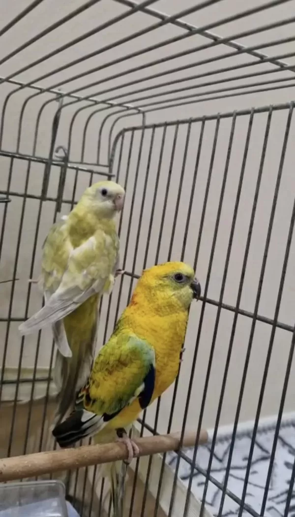 Şarkıcı Paraket Papağanı