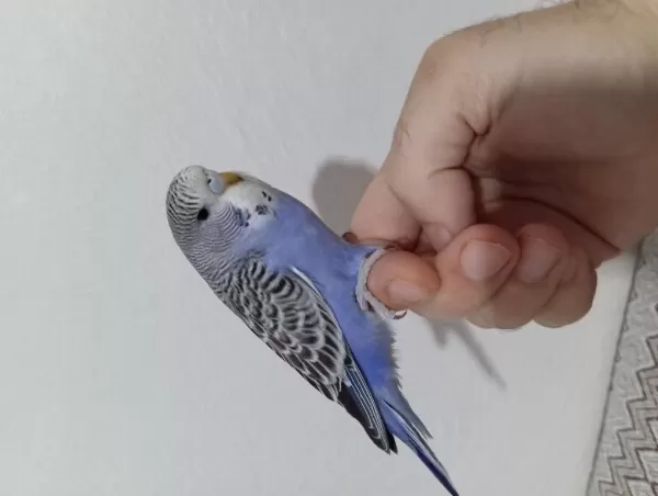 Yeni Yuvadan Ayrılmış Muhabbet Kuşu Yavruları