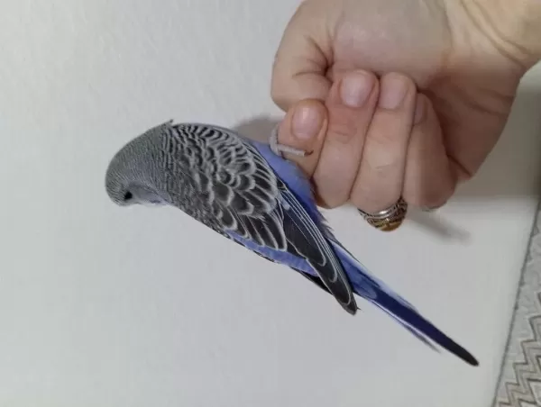 Yeni Yuvadan Ayrılmış Muhabbet Kuşu Yavruları