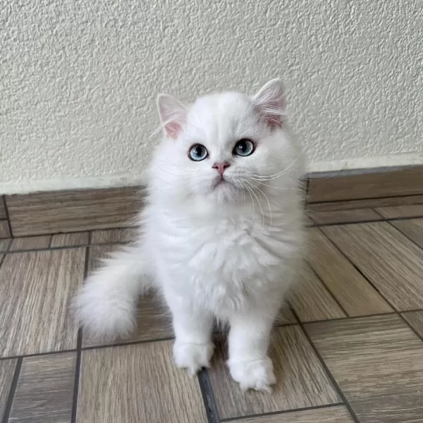 Asil Yakışıklı British Longhair Oğlumuz