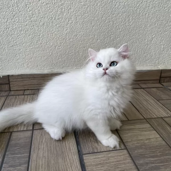 Asil Yakışıklı British Longhair Oğlumuz