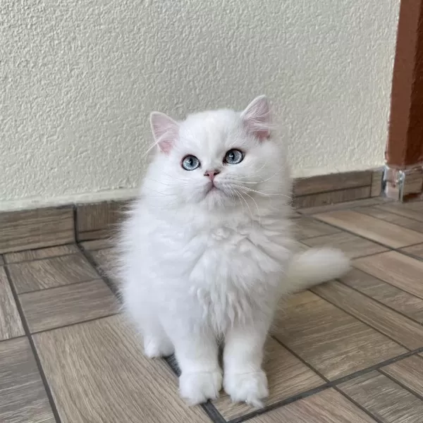 Asil Yakışıklı British Longhair Oğlumuz