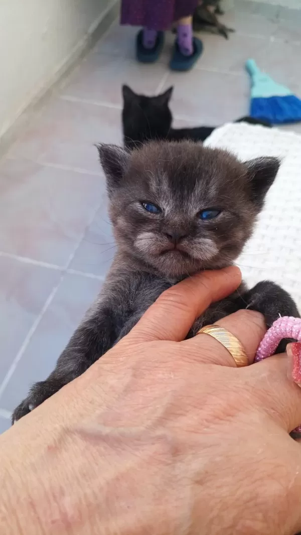 British Shorthair 40 Günlük