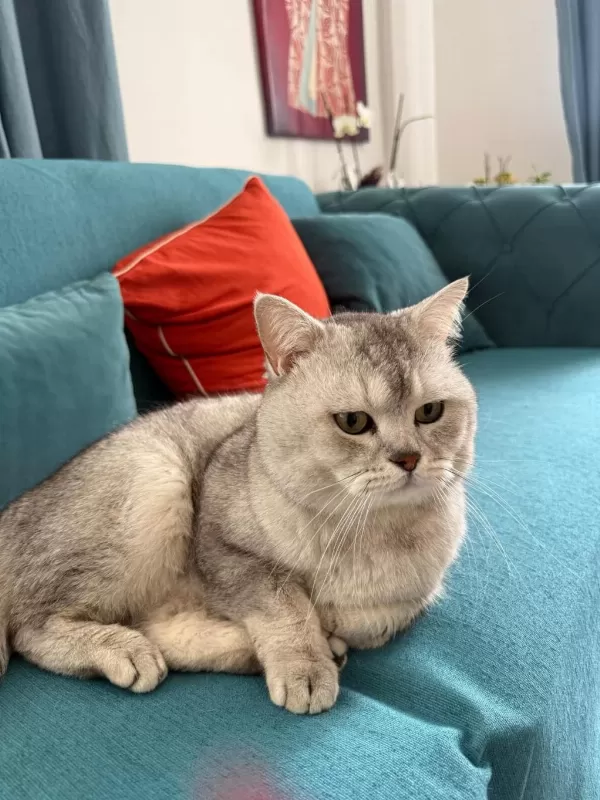 British Shorthair 40 Günlük