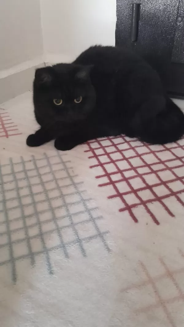 British Shorthair 40 Günlük