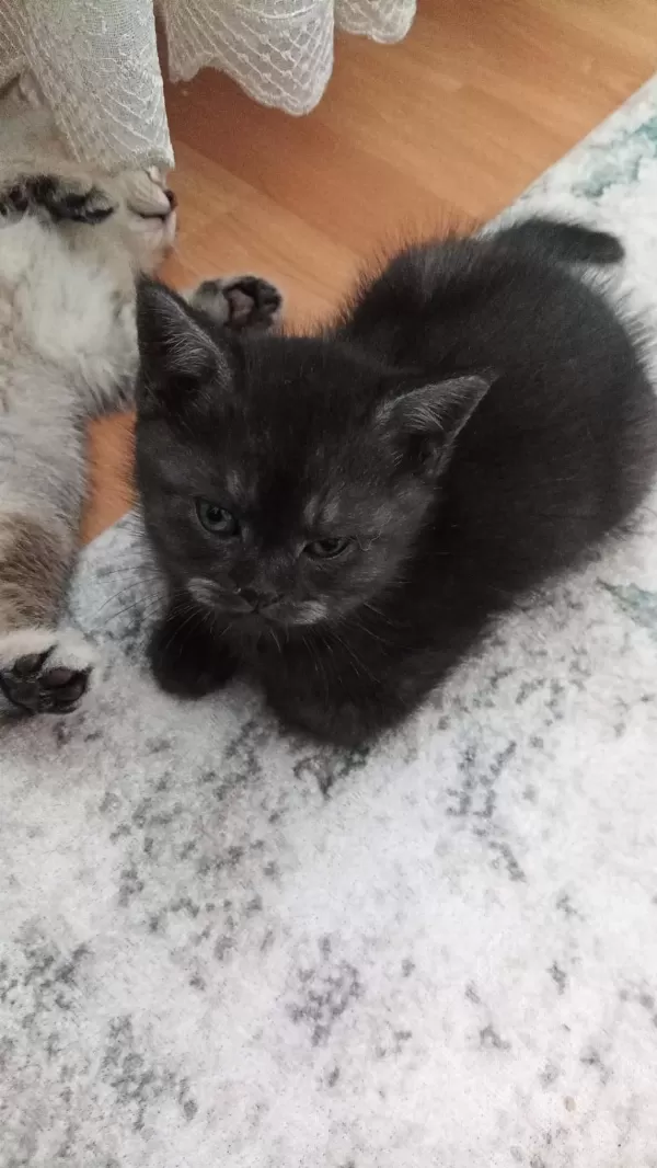 British Shorthair 40 Günlük