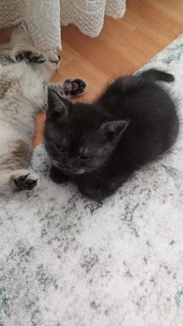 British Shorthair 40 Günlük