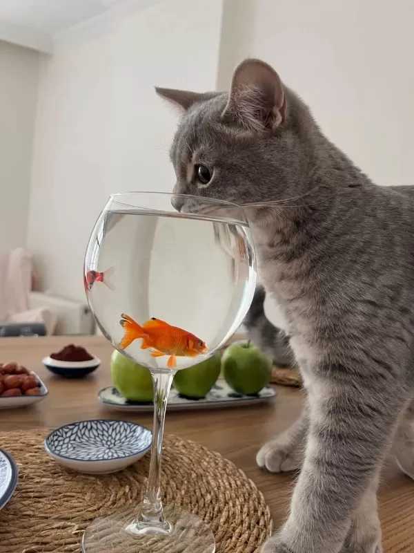 Pişu British Shorthair Kızımız