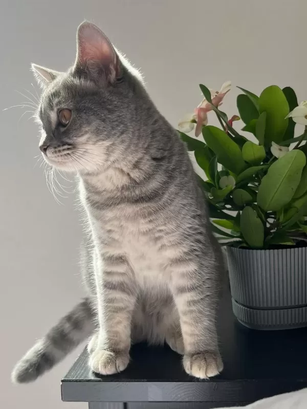 Pişu British Shorthair Kızımız