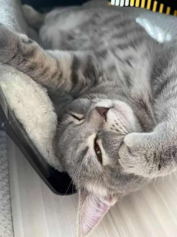 Pişu British Shorthair Kızımız
