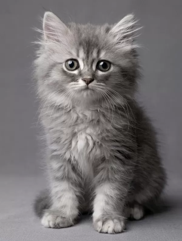 British Longhair Yavrular Acil Sahiplendirme
