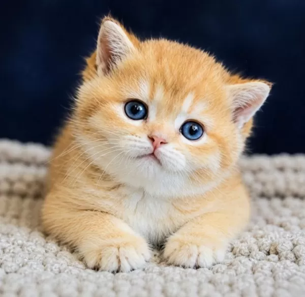 Show Kalite British Shorthair Golden Bebekler