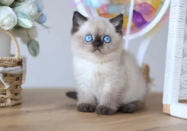 En Nadide Çikolata Point British Shorthair