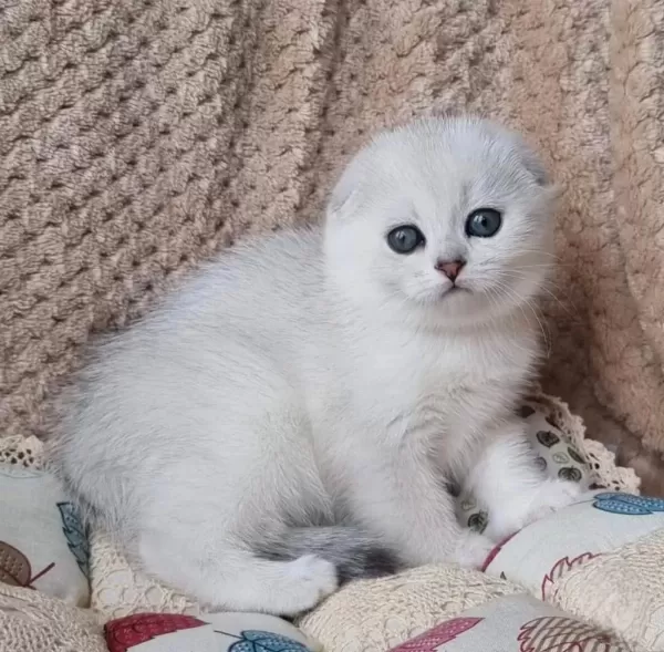 Saf Kan En Kaliteli Ns1133 Scottish Fold Shorthair