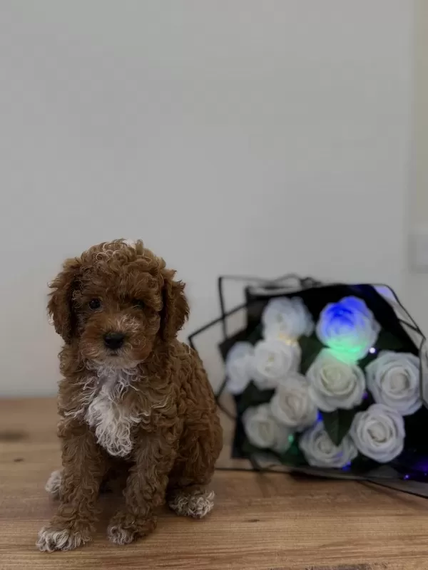 Toy Poodle Wc Pet Eğitimli Yavrumuz Yeni Yuvasina Hazir