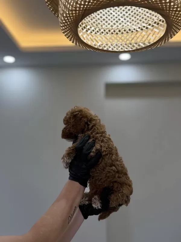 Toy Poodle Wc Pet Eğitimli Yavrumuz Yeni Yuvasina Hazir
