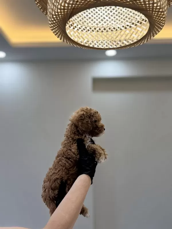 Toy Poodle Wc Pet Eğitimli Yavrumuz Yeni Yuvasina Hazir
