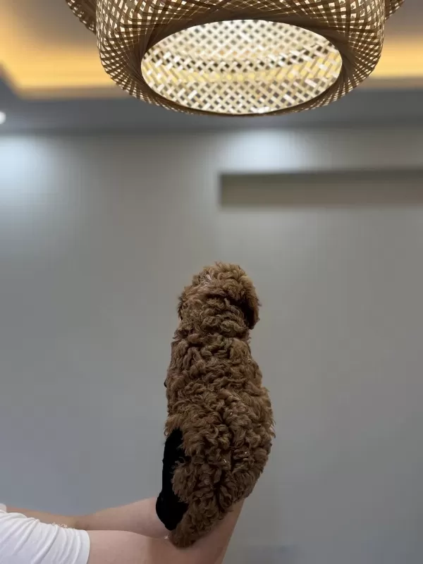 Toy Poodle Wc Pet Eğitimli Yavrumuz Yeni Yuvasina Hazir