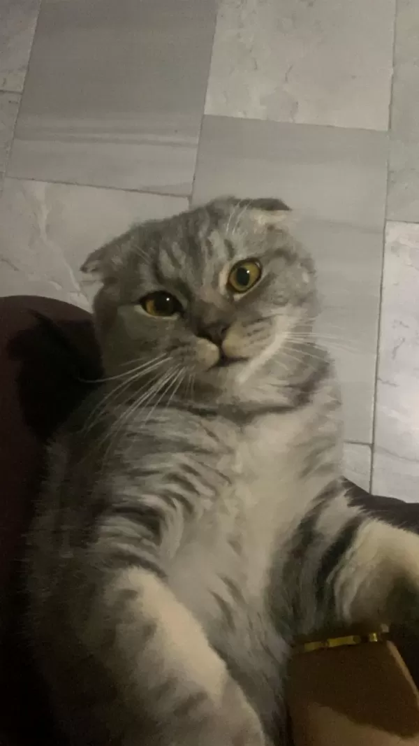 Scottish Fold Kedimizi Çiftleştirmek