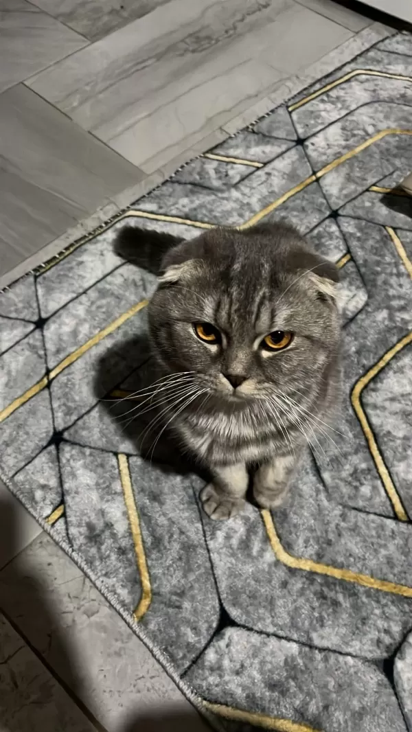 Scottish Fold Kedimizi Çiftleştirmek