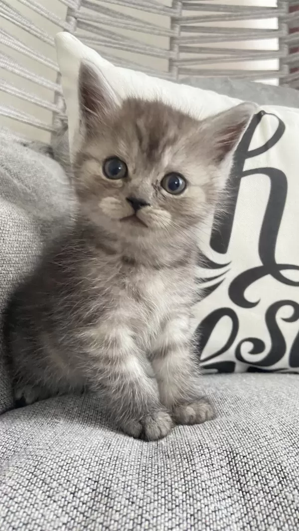 Sağlıklı Minnoş Kedilerim