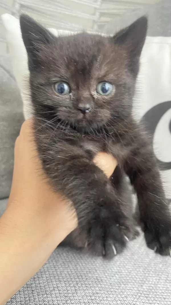 Sağlıklı Minnoş Kedilerim