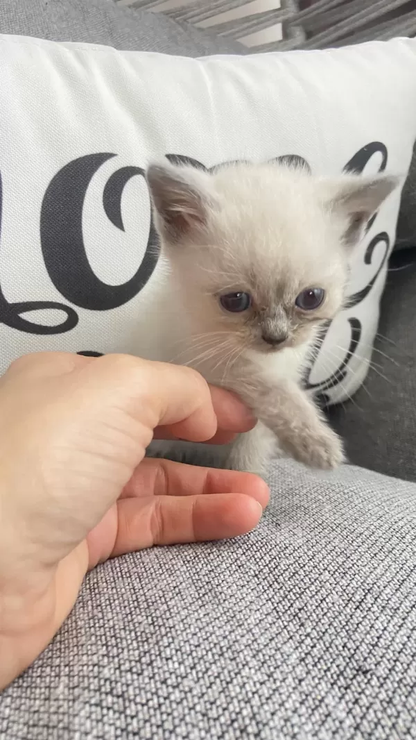 Sağlıklı Minnoş Kedilerim