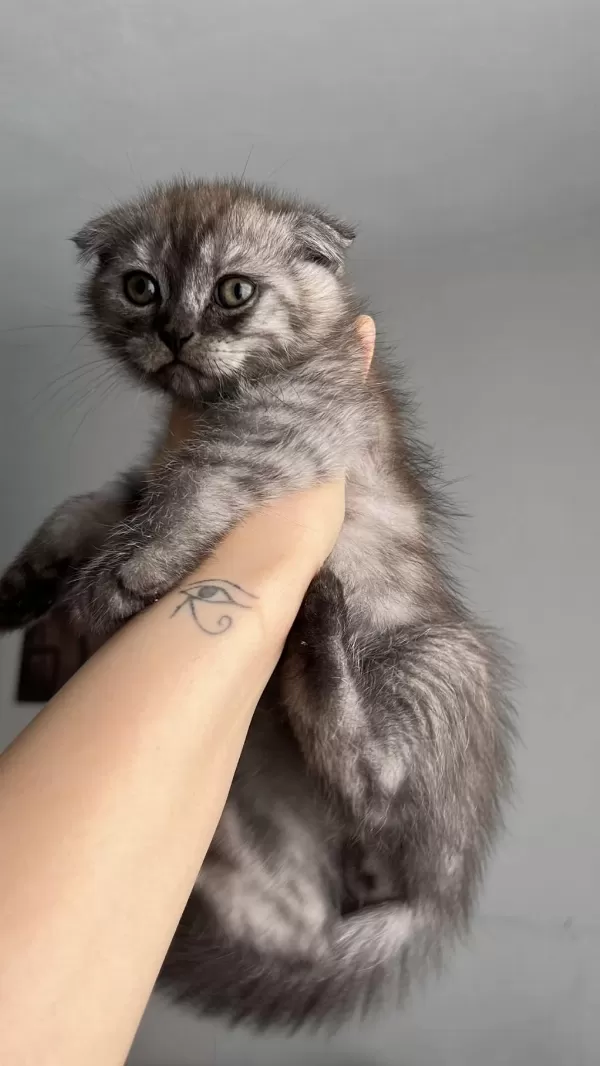 Harika Scottish Fold Yavru