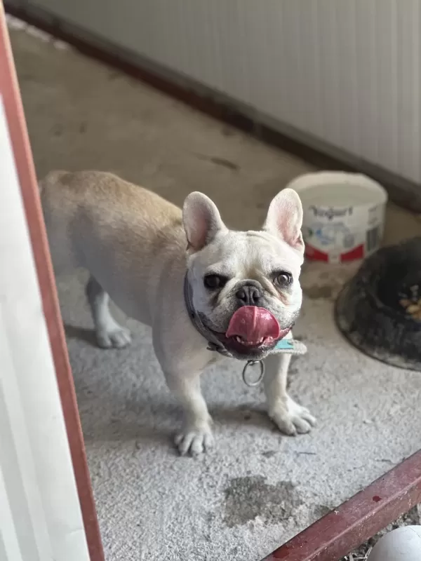 8 Aylık A Kalite French Bulldog