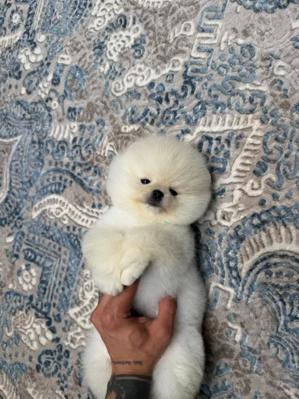 Sağlık Ve İrk Garantili Ayıcık Surat Pomeranian Boo