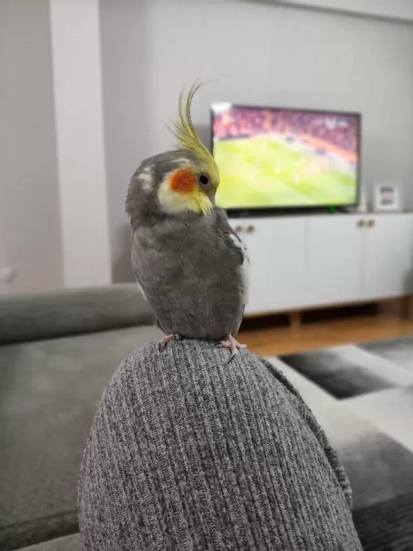 Sultan Papağanı 1 Yaşında