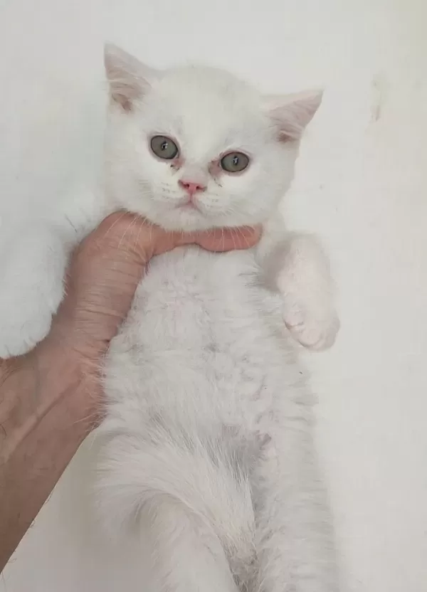 Farklı Cins Kedilerimiz Vardır