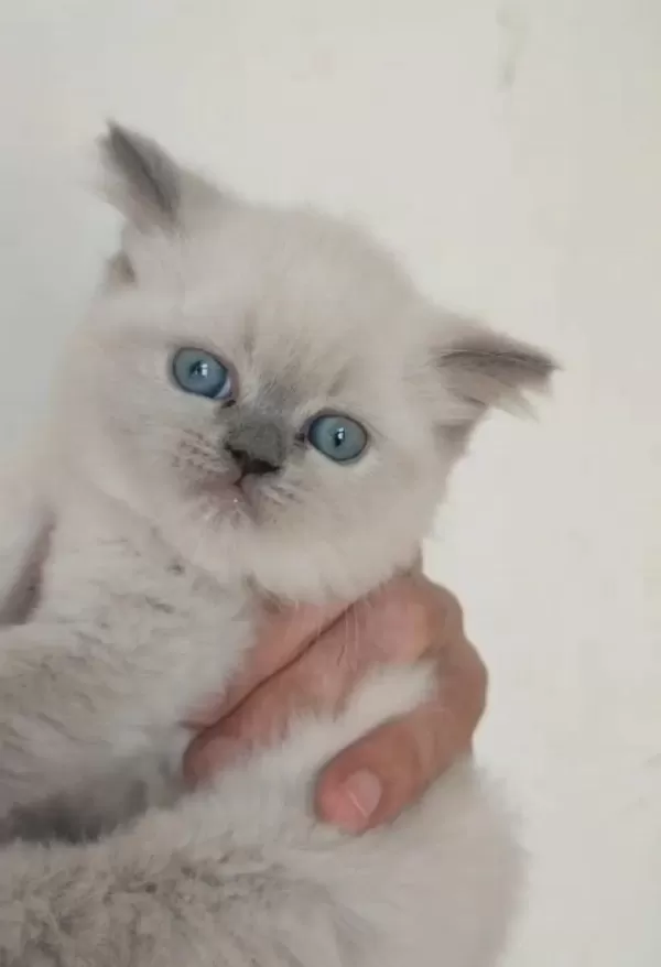 Farklı Cins Kediler Vardır